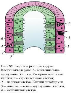 Сайт кракен что это такое