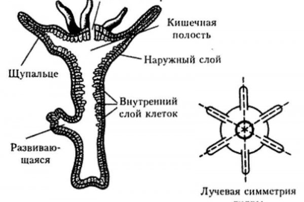 Kra39cc